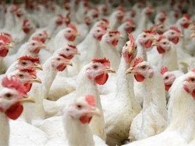 هشدار جهاد کشاورزی؛ برخورد با مرغدارانی که مرغ گوشتی بالای ۴۵ روز را کشتار نکنند