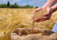 حجم خرید تضمینی گندم در قم از ۱۱ هزار تُن فراتر رفت حجم خرید تضمینی گندم در قم از ۱۱ هزار تُن فراتر رفت